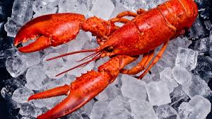 Lobster adalah jenis hewan omnivora atau pemakan segala. 10 Manfaat Lobster Untuk Kesehatan Tak Cuma Lezat