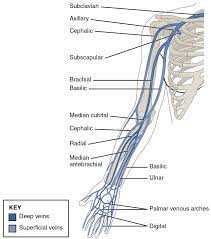 Arteries and veins diagram 205 circulatory pathways anatomy and physiology. Radial Veins Wikipedia