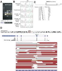 A. Screening of the SK-MEL-23 melanoma cell line results in multiple... |  Download Scientific Diagram