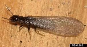 Safe pest control & rodent control services in alabama. Wood Destroying Organisms Commercial Applicator Permit Information Wdc Wdo Alabama Cooperative Extension System