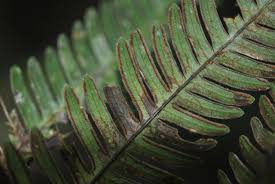 Image result for Pteris preussii