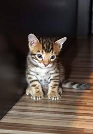 Favorite this post may 7 free small dogs (houston) hide this posting restore restore this posting. Bengal Kittens For Adopt Anyone Interested For Free Steemit
