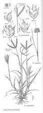 Image result for Dactyloctenium aegyptium