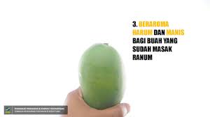 Buah mangga harum manis perlis harumanis agro jurnal buah harumanis kini tidak perlu lagi diperkenalkan. Cara Kenal Buah Mangga Harum Manis Yang Asli Some Bullet For Your Head