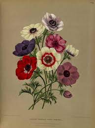 Anemone Coronaria L Album Van Eedan Haarlem S Flora 1872 1881 Free Printable Realistic Flower Drawing Flower Drawing Flower Art