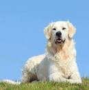 The Truth About English Cream (White) Golden Retrievers ...
