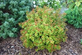 Image result for Pieris japonský little heath obrázek