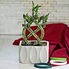 Maybe you would like to learn more about one of these? Lucky Bamboo Plant Growing Tips Dracaena Sanderiana Plant Care