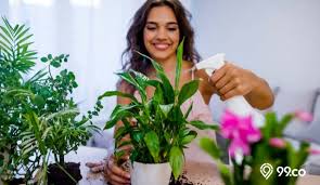 Bunga begonia adalah bunga yang merupakan genus dalam famili tumbuhan berbunga begoniaceae. 7 Jenis Tanaman Yang Dipandang Suci Sakral Ada Teratai Hingga Ganja