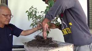 Bonsai Tutorials For Beginners Simple Ficus Material Youtube