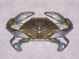 Aug 14, 2004 · jacques van montfrans and dr. Steamed Crabs Maryland Blue Crabs
