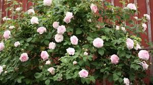 Image result for Chloris