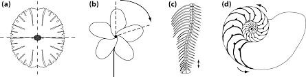 Plant classifications of flowering and now flowering plants. Symmetry Free Full Text Analyzing Fluctuating Asymmetry With Geometric Morphometrics Concepts Methods And Applications Html