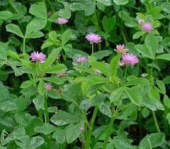 Image result for Trifolium polystachyum