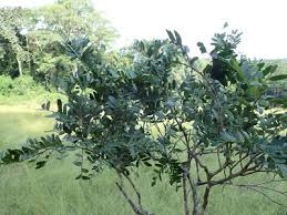 Image result for Tessmannia anomala