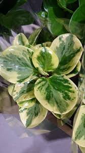 Check spelling or type a new query. Peperomia Radiator Plant Desert Privet Plant Guide Our House Plants