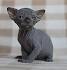 Sphynx Kittens for Sale - Adoptapet