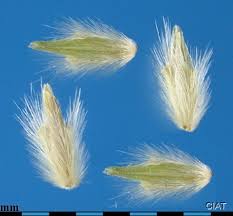 Image result for Andropogon gayanus