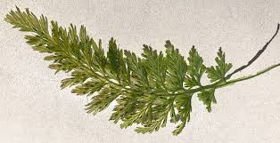 Image result for Vandenboschia