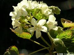 Image result for Dombeya acutangula