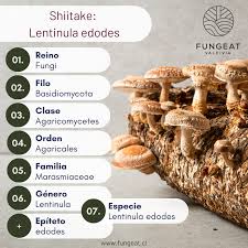 Image result for Lentinus edodes