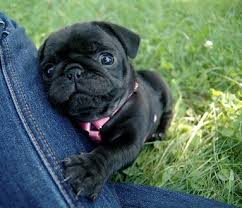 Cute Black Pug Puppy Pug Puppies Black Pug Puppies Baby Pugs