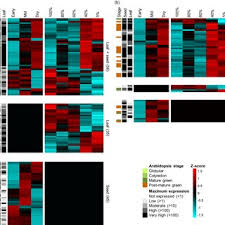 Image result for Xerophyta humilis