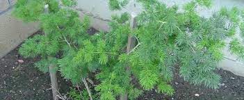 Remember, nassau county florida is in zones… read more Ming Fern Asparagus Macowanii