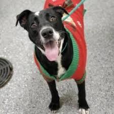 ¹ the most famous black and white breed of dog has to be the dalmatian, regardless of whether you are thinking of long haired or short haired dogs. Meet Ebi Blue Ridge Humane Society News Meet Ebi