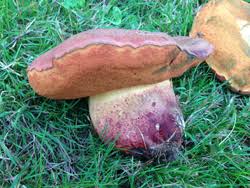 Image result for Boletus atkinsonii