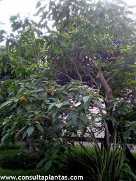 Image result for Solanum giganteum