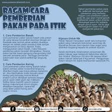 Blog kami ini menyediakan satu link download untuk anda mari kita rehatkan mata dan tengok dahulu video youtube yang bertajuk itik yang hood | kartun. Ragam Cara Pemberian Pakan Pada Itik Podomoro Poultry Equipment
