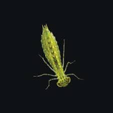 You can purchase a pack of 12 living dragonfly nymphs from this company for about $30. Ward S Live Dragonfly Nymphs Aeschna Sp Vwr
