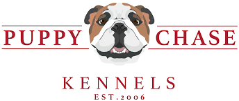One of a kind bulldogs. English Bulldog Puppies Puppychase Kennels