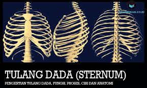 Mereka berjumlah 24 atau 12 pasang. Pengertian Tulang Dada Fungsi Proses Ciri Dan Anatomi