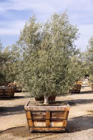 Image result for Olea capensis