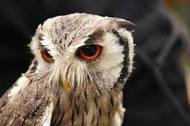 pin by yuki on ふくろう owl animals bird