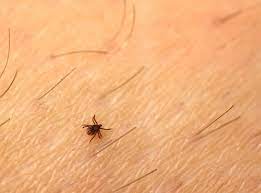 Tiny Black Bugs That Look Like Seeds