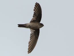 Whiteheadi , whitehead's swiftlet , フィリピンアナツバメ a. White Nest Swiftlet Edible Nest Swiftlet Ebird