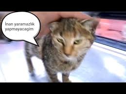 Istanbul Ucretsiz Yavru Kedi Sahiplendirme Youtube