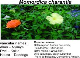 Image result for Momordica foetida