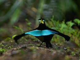 Image result for Lopholaena sp.no.1