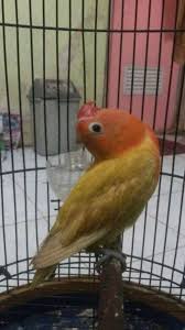 Maybe you would like to learn more about one of these? Racikan Jamu Lovbirt Konslet Untuk Betina 15 Perbedaan Lovebird Konslet Dan Fighter Burungnya Com Pakan Lovebird Yang Satu Ini Umumnya Diberikan Untuk Lovebird Yang Berada Di Makanan Lovebird Konslet Sebaiknya