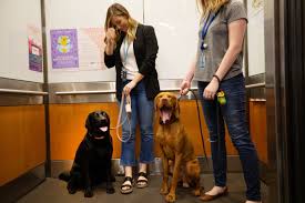 How to find the best puppy food? Alexa How Many Dogs Come To Work At Amazon Seattle 7 000 Los Angeles Times