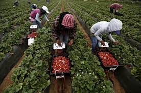 Kerja kerja 3d ni merbahaya dan berisiko tinggi. Bagaikan Neraka Wanita Kongsi Pengalaman Ngeri 2 Bulan Kerja Petik Buah Di Australia