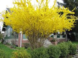 The Wonders Of Dwarf Forsythia And How It Can Help Gardens Perfect Plants Shrubs Landscape Design