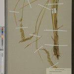 Image result for Anthoxanthum nivale