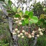 Image result for Achariaceae