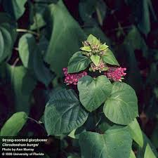 Image result for Clerodendrum buchneri