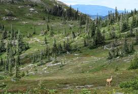 Maybe you would like to learn more about one of these? Coquihalla Recreation Area Proposal For Exansion John Baldwin